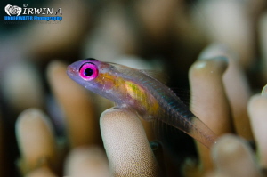 P I N K - E Y E B R O W
Pink eye goby (Bryaninops natans... by Irwin Ang 